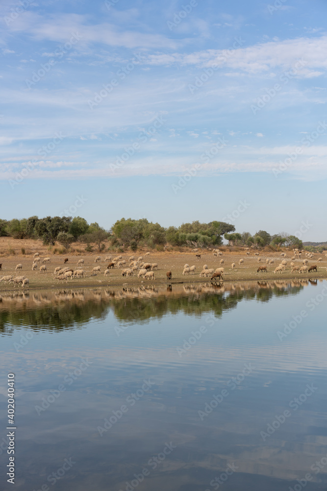 Sheeps on an Alentejo dry landscape with dam lake reservoir and reflection in Terena, Portugal