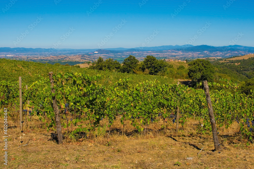 Grapes growing in the late summer landscape near Scansano, Grosseto Province, Tuscany, Italy
