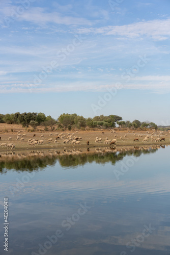 Sheeps on an Alentejo dry landscape with dam lake reservoir and reflection in Terena, Portugal
