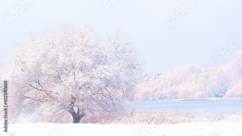 Winter landscape with a snow-covered tree on the bank of the river.