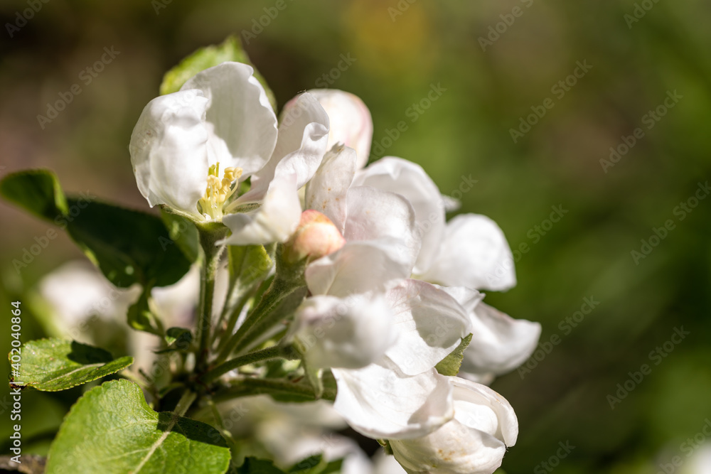 Apple blossom branch of flowers cherry. White flower buds on a tree. Beautiful atmospheric abstract postcard with copy space. Concept of early spring, bright happy day Apple blossom branch of flowers cherry. White flower buds on a tree. Beautiful atmospheric abstract postcard with copy space. Concept of early spring, bright happy day