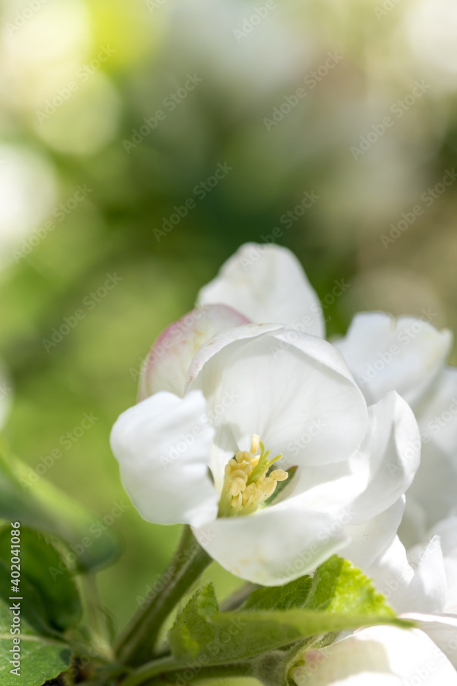 Fototapeta premium Apple blossom branch of flowers cherry. White flower buds on a tree. Beautiful atmospheric abstract postcard with copy space. Concept of early spring, bright happy day