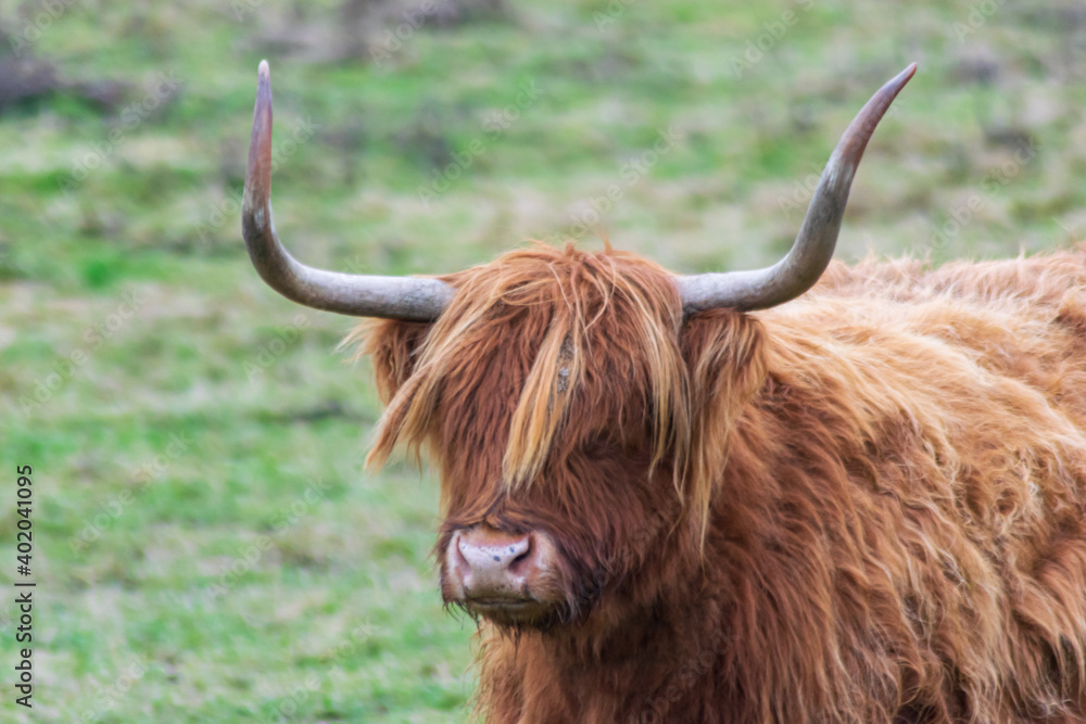 scottish highland cow