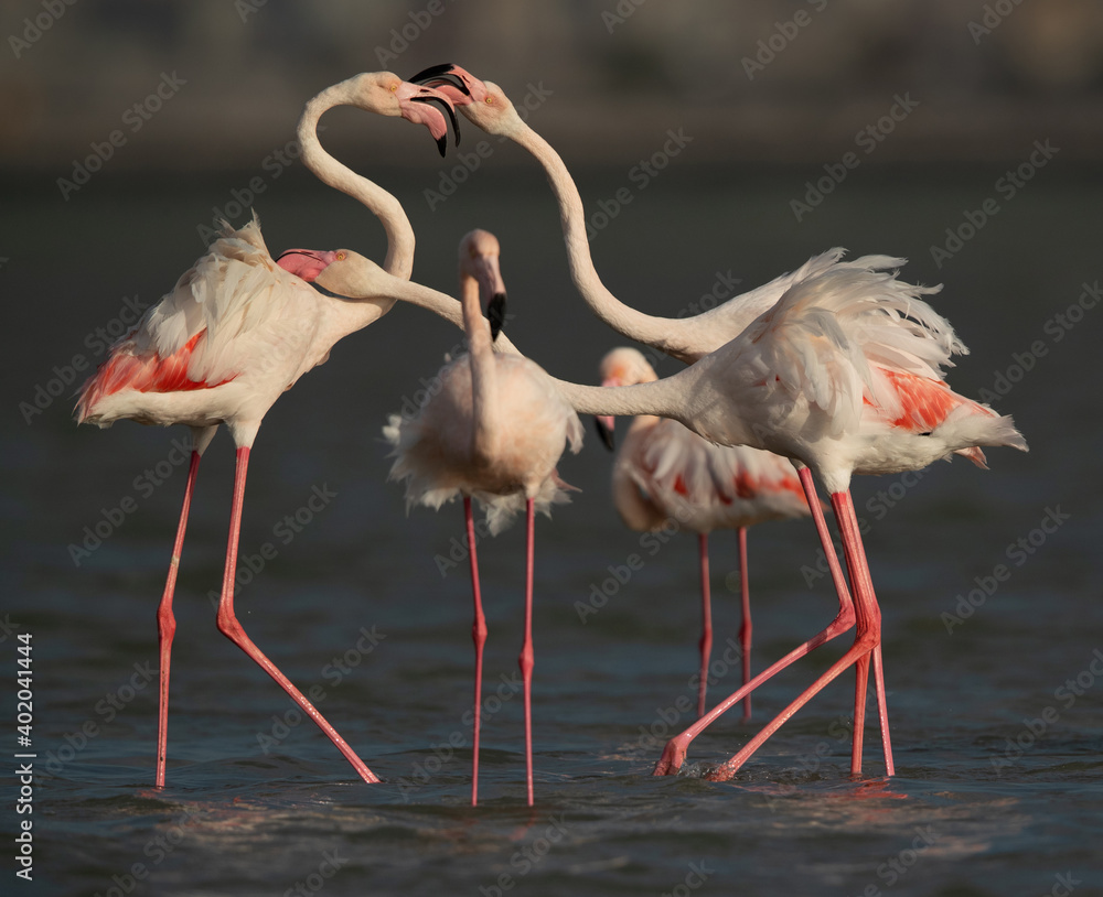 Greater Flamingos territory quarrelling while feeding at Eker creek, Bahrain Greater Flamingos territory quarrelling while feeding at Eker creek, Bahrain