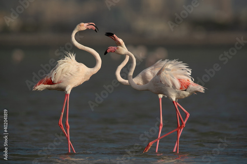 Greater Flamingos territory quarrelling while feeding at Eker creek  Bahrain