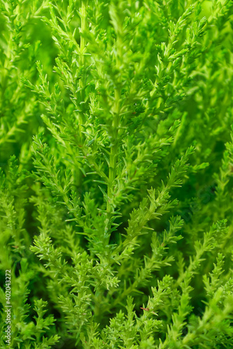 Vertical photo of green lemon cypress branches