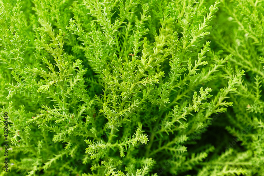 Backgrounds of tiny green needles on a lemon cypress tree