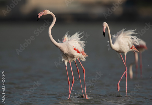 Greater Flamingo pushing other while feeding at Eker creek  Bahrain