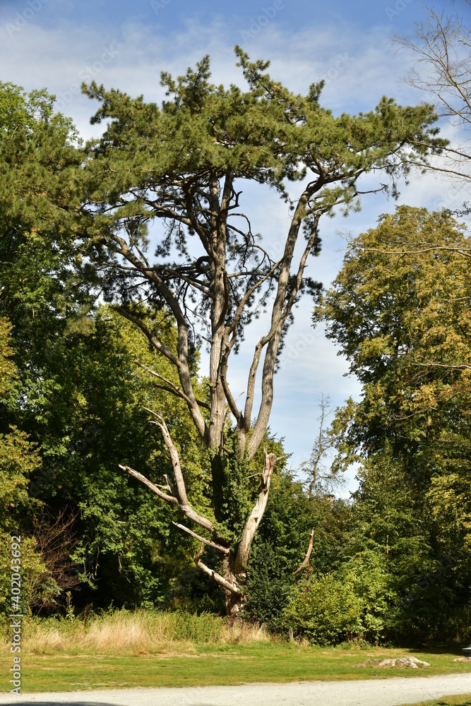 L'arbre particulier à l'arboretum de Kalmthout au nord d'Anvers L'arbre particulier à l'arboretum de Kalmthout au nord d'Anvers