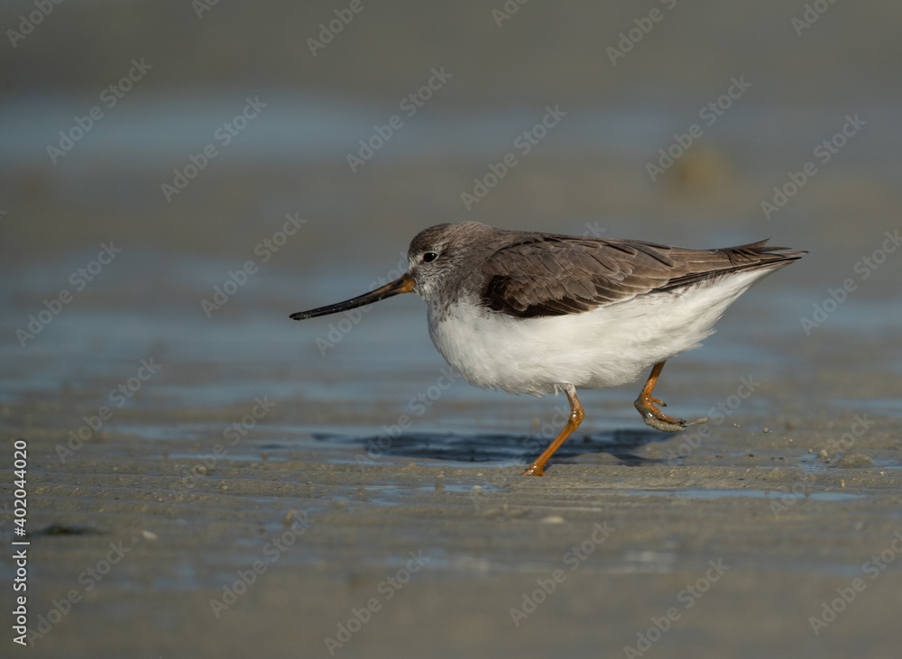 Terek sandpiper at Eker creek during low tide, Bahrain Terek sandpiper at Eker creek during low tide, Bahrain