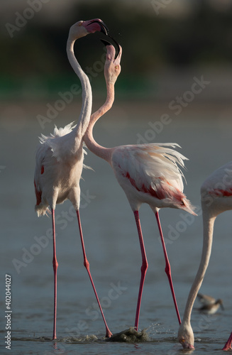 Greater Flamingos territory dispute while feeding at Eker creek, Bahrain