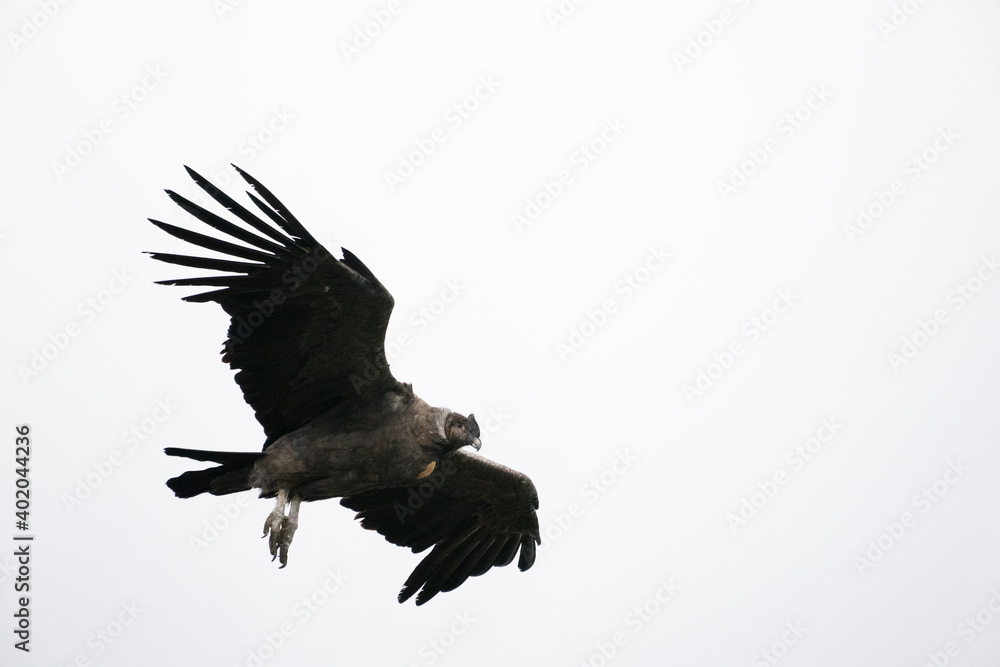 Fototapeta premium The Andean condor (Vultur gryphus)