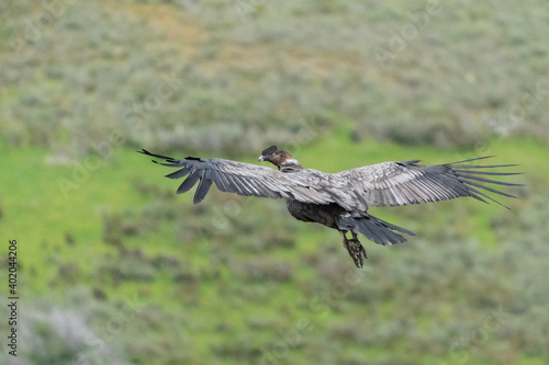 The Andean condor (Vultur gryphus) © Johannes Jensås