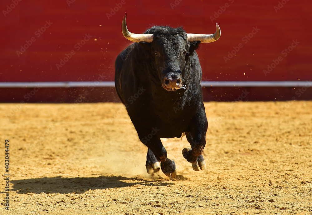 fighting bull with big horns on spain fighting bull with big horns on spain