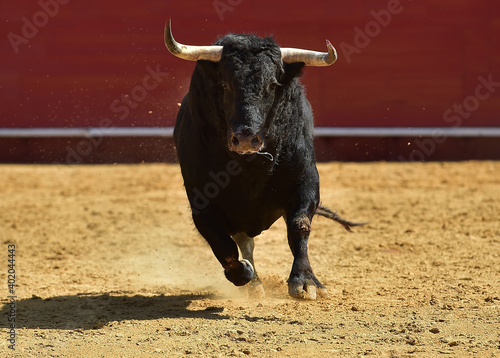 fighting bull with big horns on spain