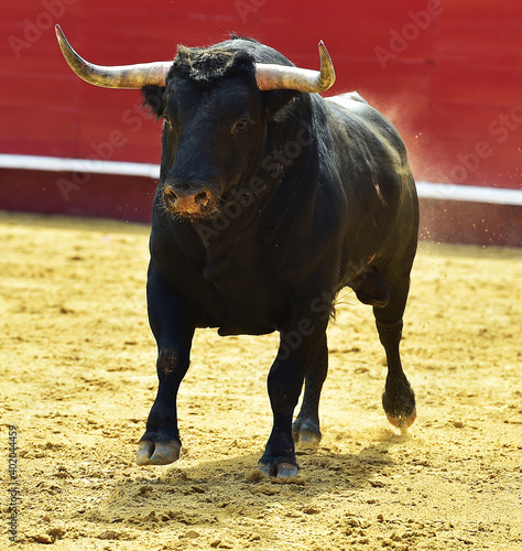 toro de lidia español en un espectaculo de toreo en una plaza de toros
