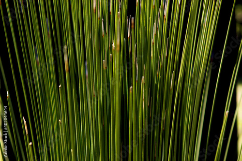 fresh green grass background