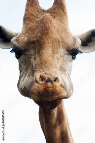 Portrait of a pretty giraffe Giraffa © katechris