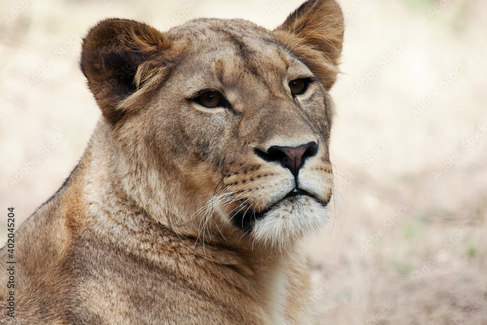 Portrait of a lioness Panthera leo Portrait of a lioness Panthera leo