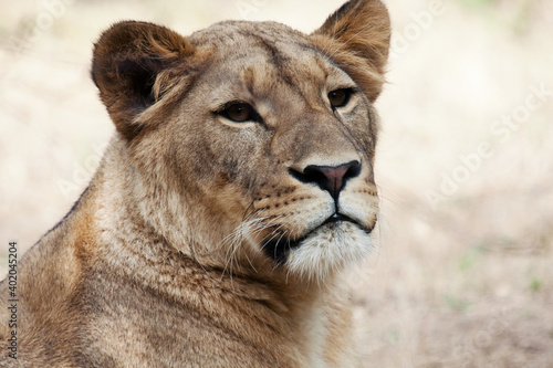 Portrait of a lioness Panthera leo