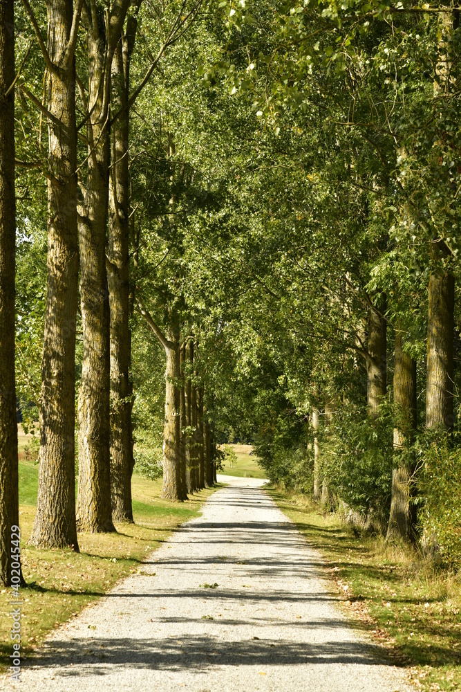 Chemin ombragé entre deux rangées d'arbres au parc d'Enghien en Hainaut 
