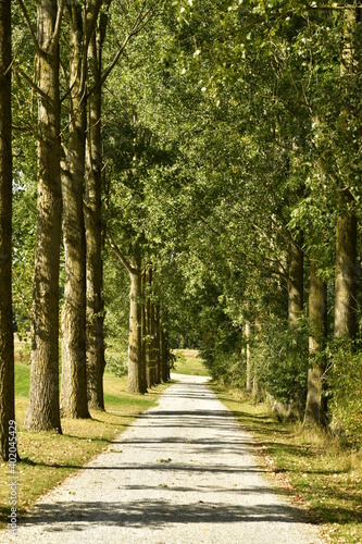 Chemin ombragé entre deux rangées d'arbres au parc d'Enghien en Hainaut  © Photocolorsteph