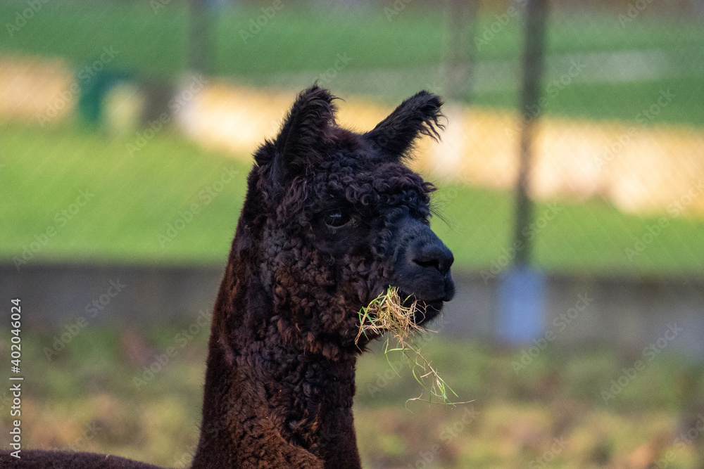 llama in a field llama in a field