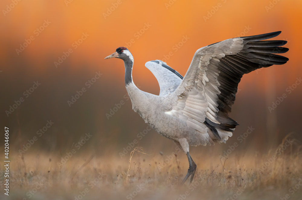Fototapeta premium Common crane ( Grus grus ) at sunrise