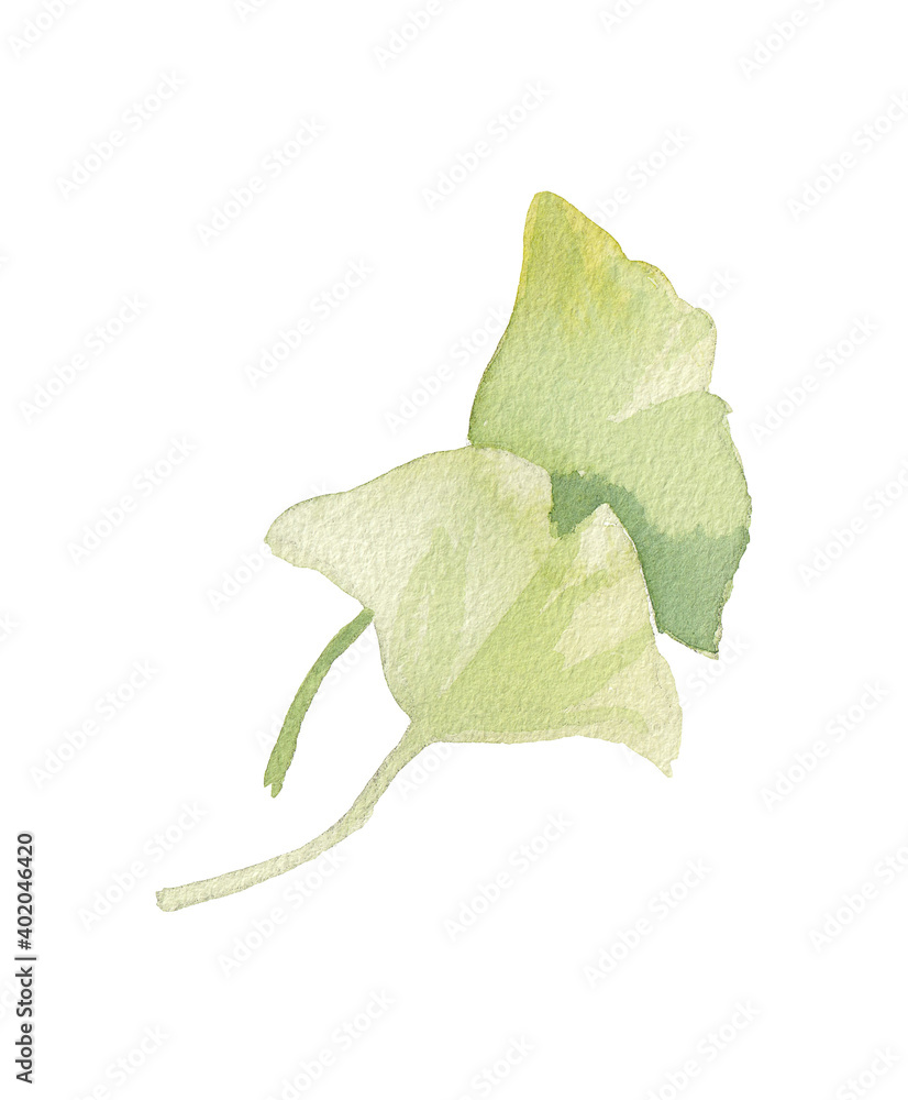 Fototapeta premium Yellow green watercolor ginkgo leaves