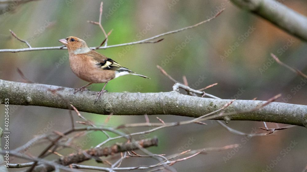 Obraz premium finch bird on a branch