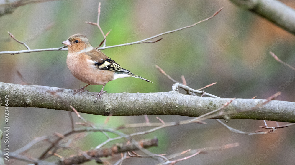 finch bird on a branch finch bird on a branch