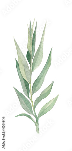 Green hand drawn watercolor olive branch