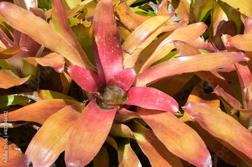 A closeup shot of a neoregelia plant photo