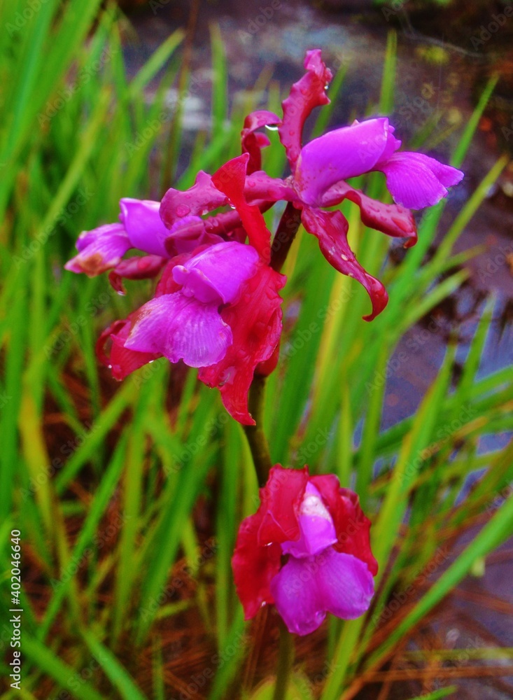 Orchid in the garden Orchid in the garden