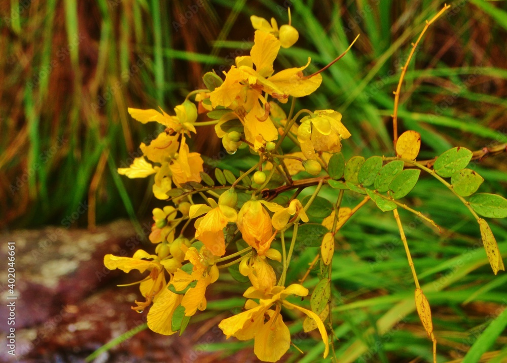 yellow flowers in the forest yellow flowers in the forest
