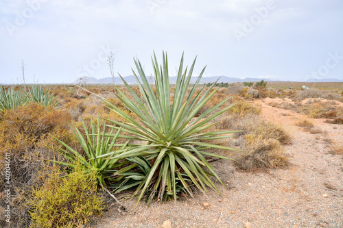 A view of an agave blue grown in the desert in Tenerife, Canary Island in Spain