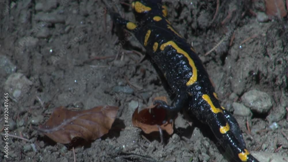 Yellow spotted salamander tries to hide in the forest among the branches and leaves Yellow spotted salamander tries to hide in the forest among the branches and leaves