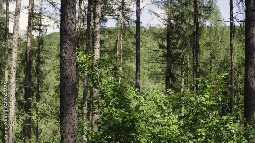 in the middle of a green summer forest in the middle of a green summer forest