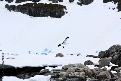 Antarctic Bird Soars Above Landscape © Amanda