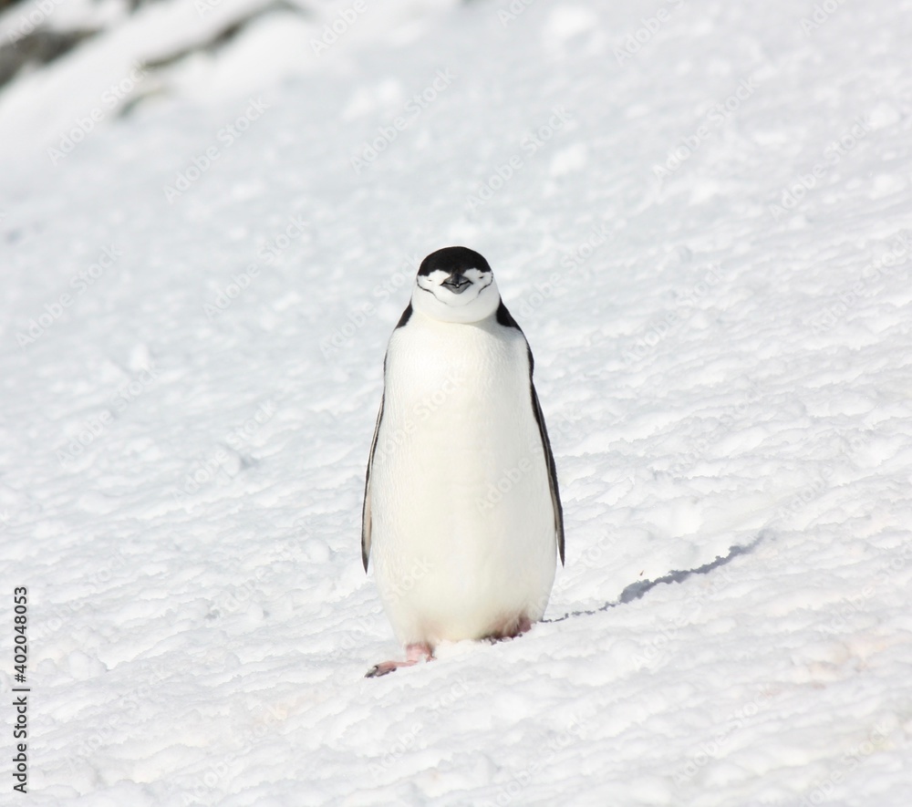 Fototapeta premium Chinstrap penguin in Antarctica