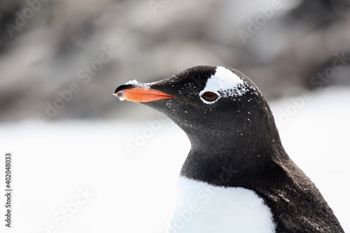Gentoo Penguin Close Up with Ice on Beak © Amanda