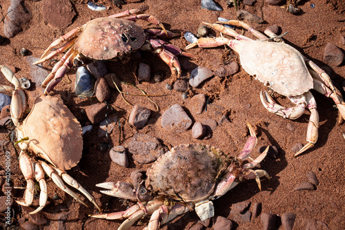 Four Crabs Having a Meeting in a Circle on the Beach