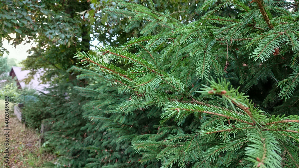 Young pine branches photographed close-up