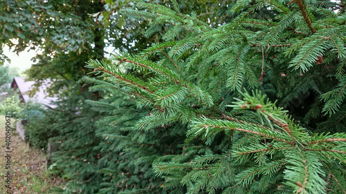 Young pine branches photographed close-up