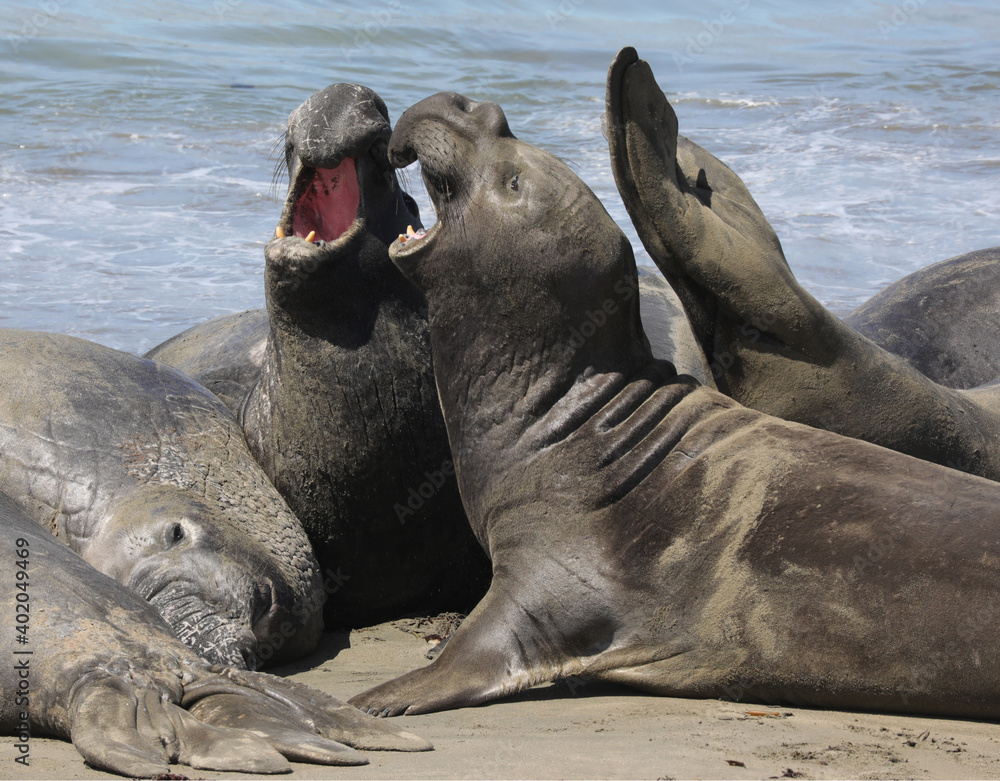 Fototapeta premium See-Elefanten/Robben am Meer (USA)