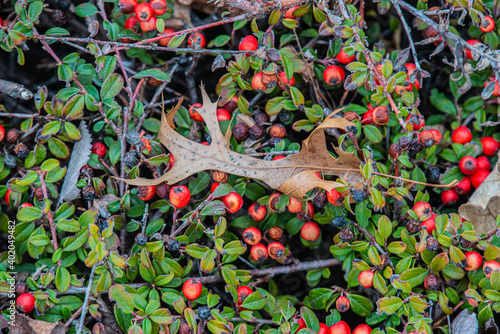 Kinnikinnick plants, with Oak-leaf on-top photo