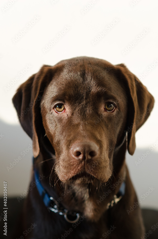 Portrait of a labrador retriever sitting