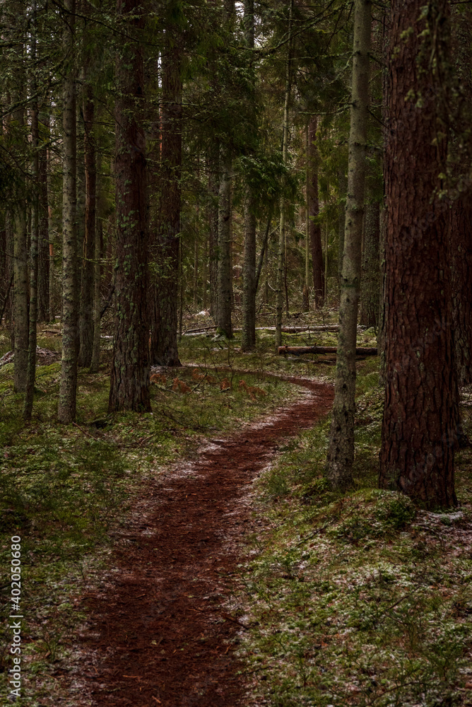 Obraz premium forest trail between trees in winter