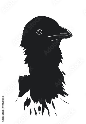 Head of crow