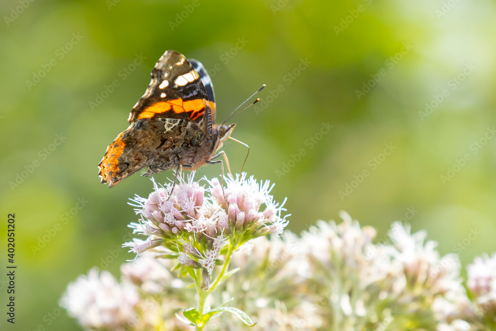 Red Admiral butterfly, Vanessa atalanta, feeding Red Admiral butterfly, Vanessa atalanta, feeding
